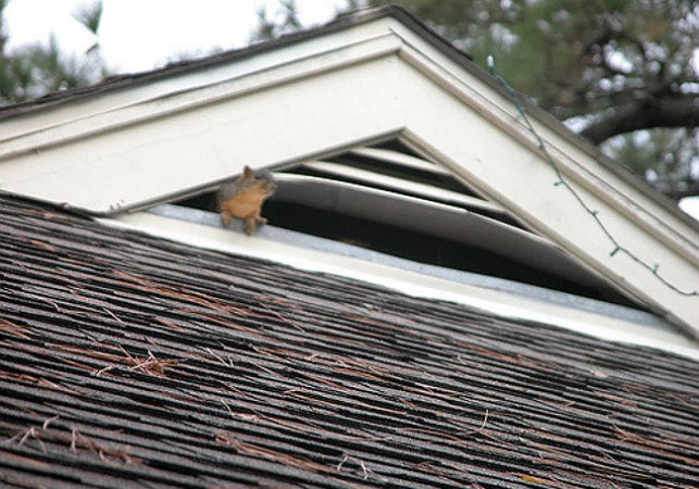 Here’s Exactly What to Do About Squirrels in the Attic: DIY Methods and When to Call a Pro