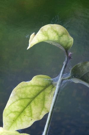 How to Get Rid of Spider Mites on Plants