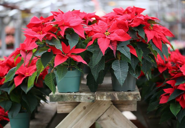 Poinsettia Care - Do's and Don'ts