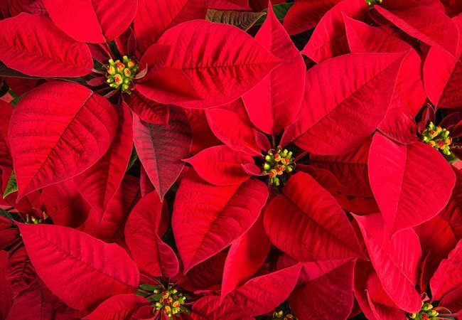 Poinsettia Care - Do's and Don'ts