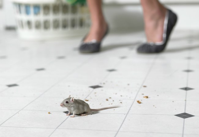 Be Nice to Mice: How to Build a Humane Mousetrap