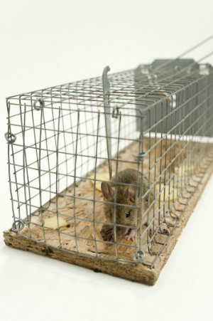 How to Catch a Mouse in a No-Kill Trap