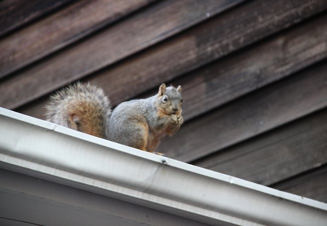 Bob Vila Radio: Top Tips for Evicting Trespassing Squirrels