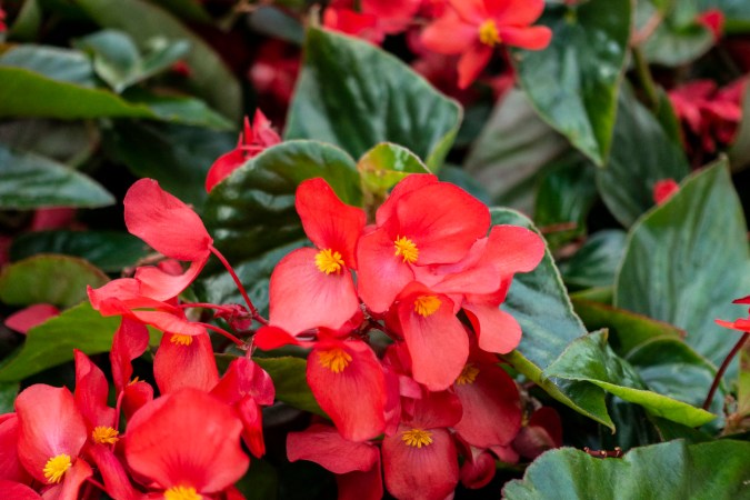 All You Need to Know About Begonia Care