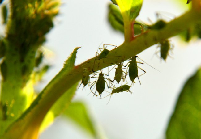 insecticidal soap for aphids