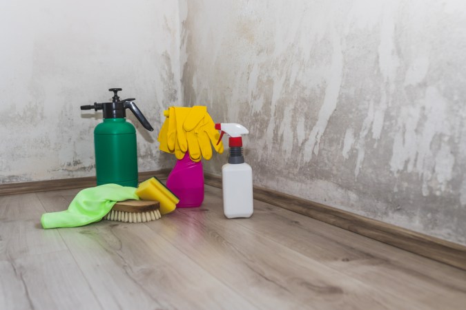 How to Get Rid of Black Mold in Your Home