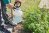 Person crouches near low plants to apply insecticidal soap with a pump sprayer and wand.