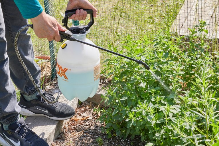 Person crouches near low plants to apply insecticidal soap with a pump sprayer and wand.