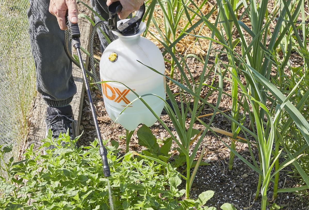 Woman with pump sprayer sprays insecticidal soap on low plants.
