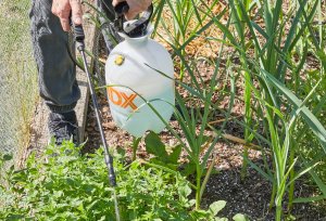 Woman with a pump sprayer sprays insecticidal soap on low plants.