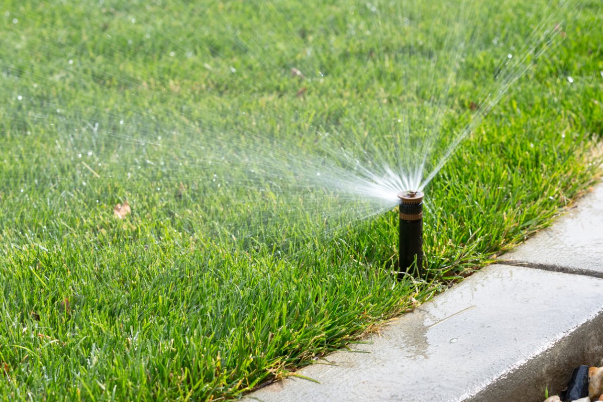 A sprinkler head next to a sidewalk sprays water on the adjacent green grass.