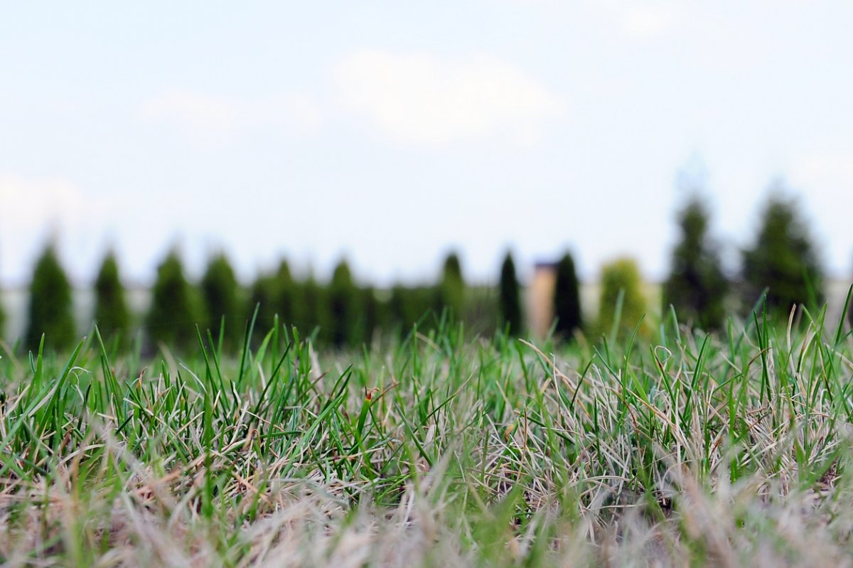 Ground-level view of grass in yard, some of which is brown and dry.