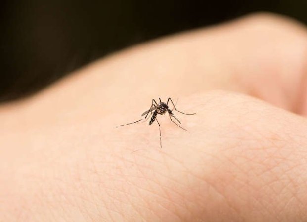 8 Weirdly Effective Ways to Treat a Bug Bite