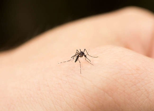 8 Weirdly Effective Ways to Treat a Bug Bite