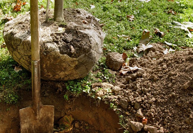 How to Transplant a Tree