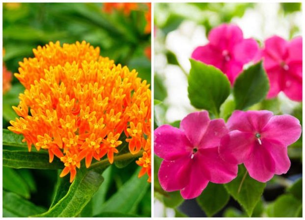 20 Plants That Are Perfect for Window Boxes