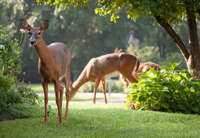 How to Make and Use Homemade Deer Repellent