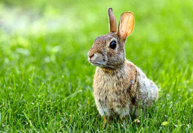 How to Get Rid of Rabbits