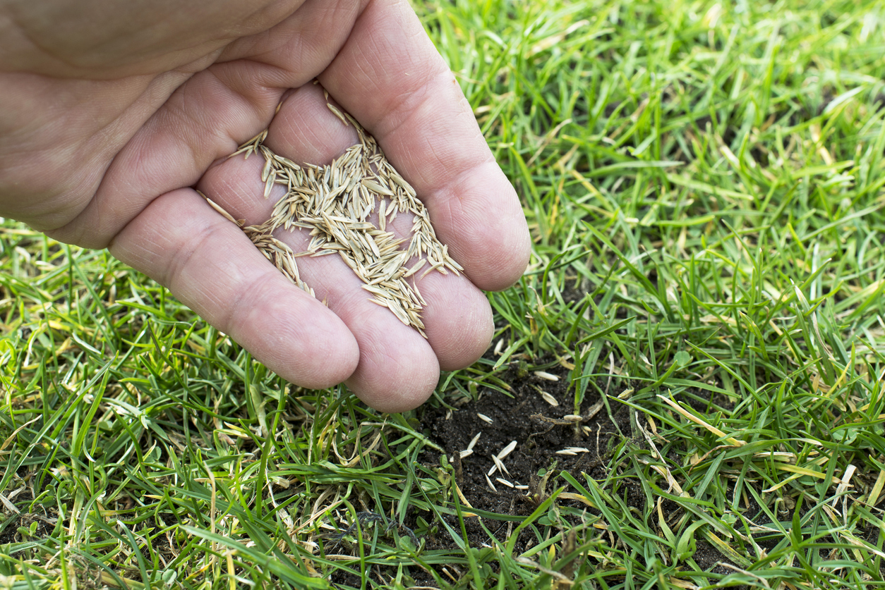 Hand depositing grass seed in patch of dirt among green grass.
