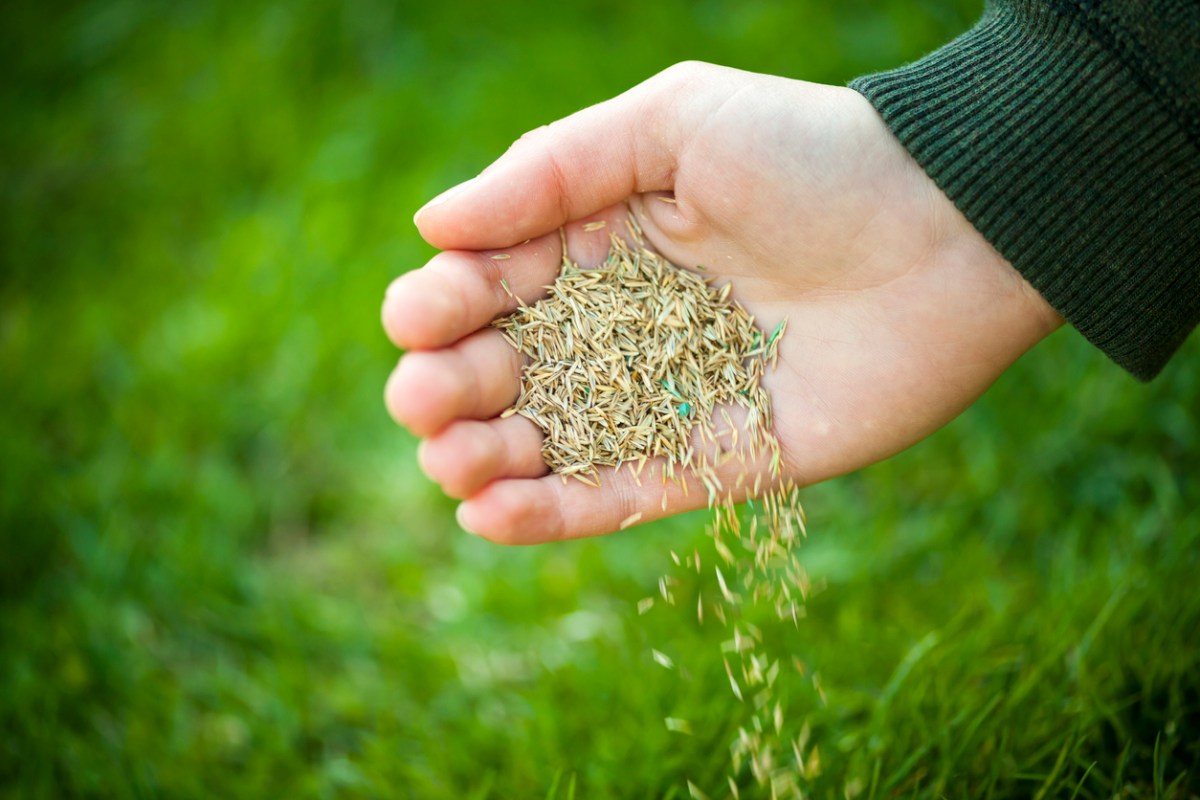 Man's hand holding a hand full of grass seed near a patch of green grass.