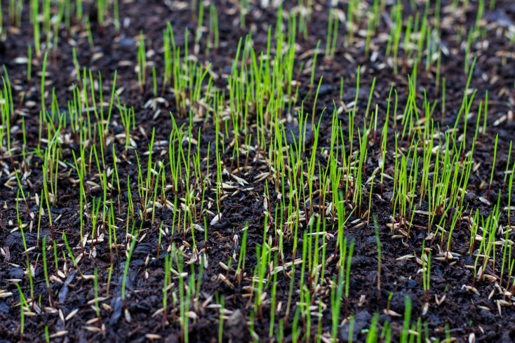 When to Plant Grass Seed Expert Advice About Why Timing Matters