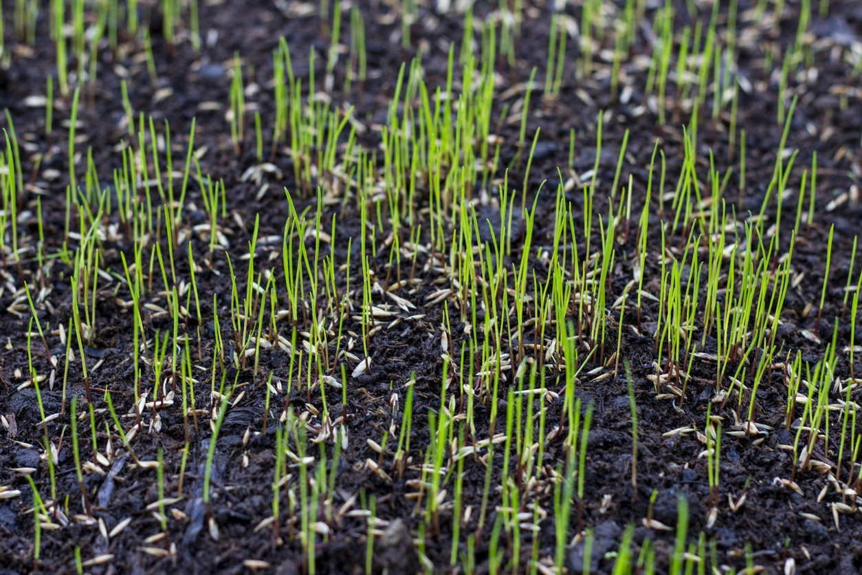 Newly growing grass in patch of dark dirt.