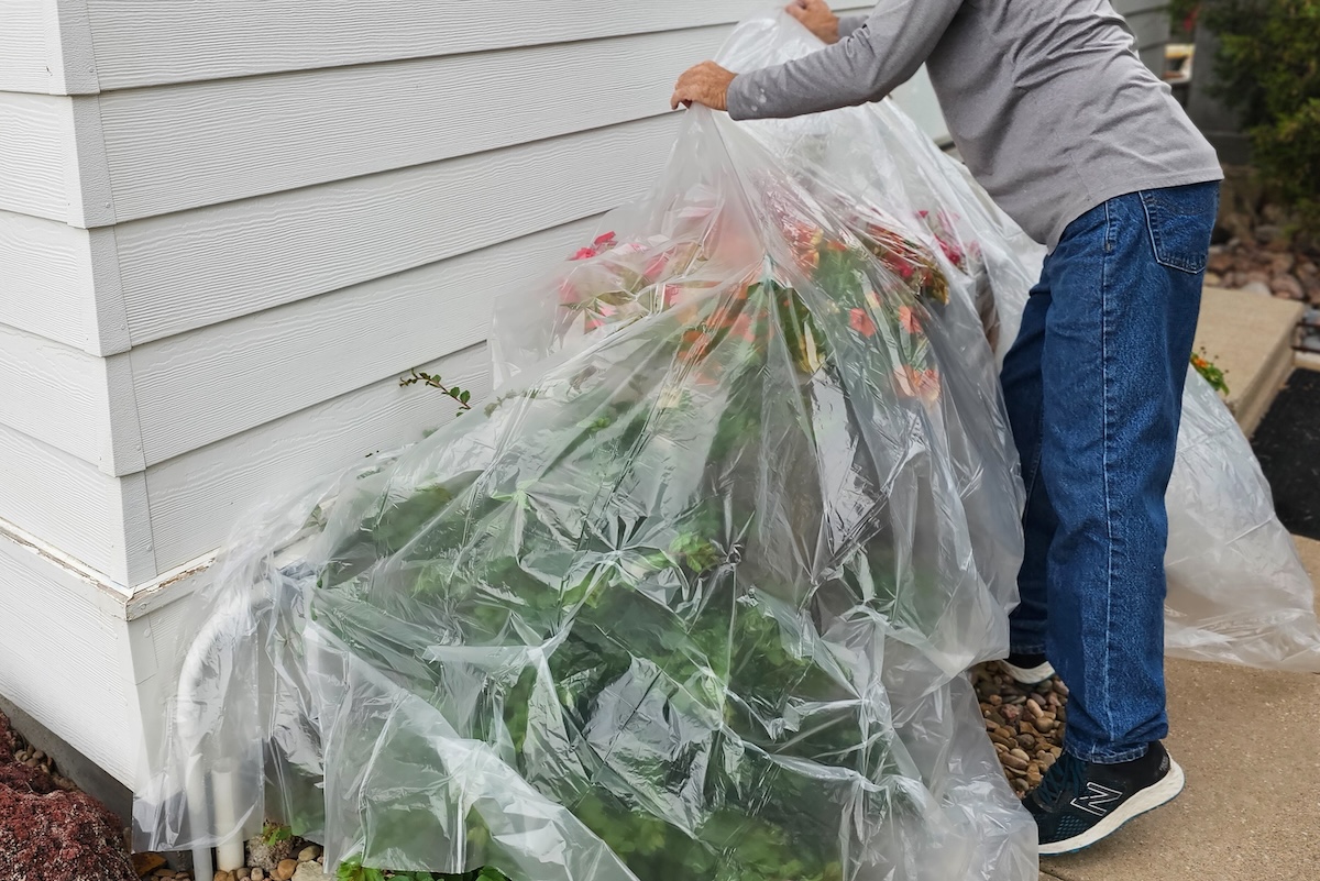 Person uses plastic sheeting to cover foundation plants next to house siding.