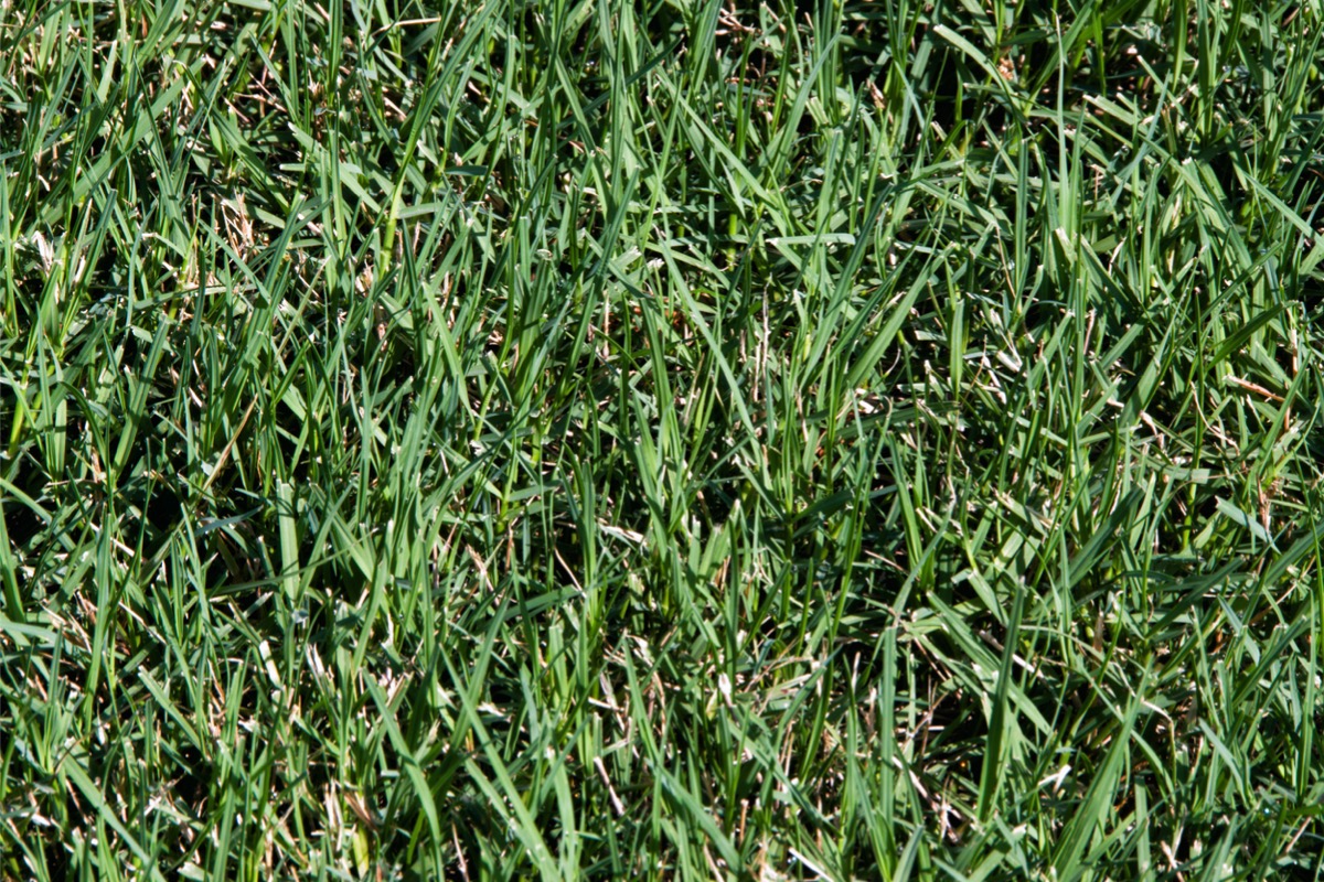 types of grass
