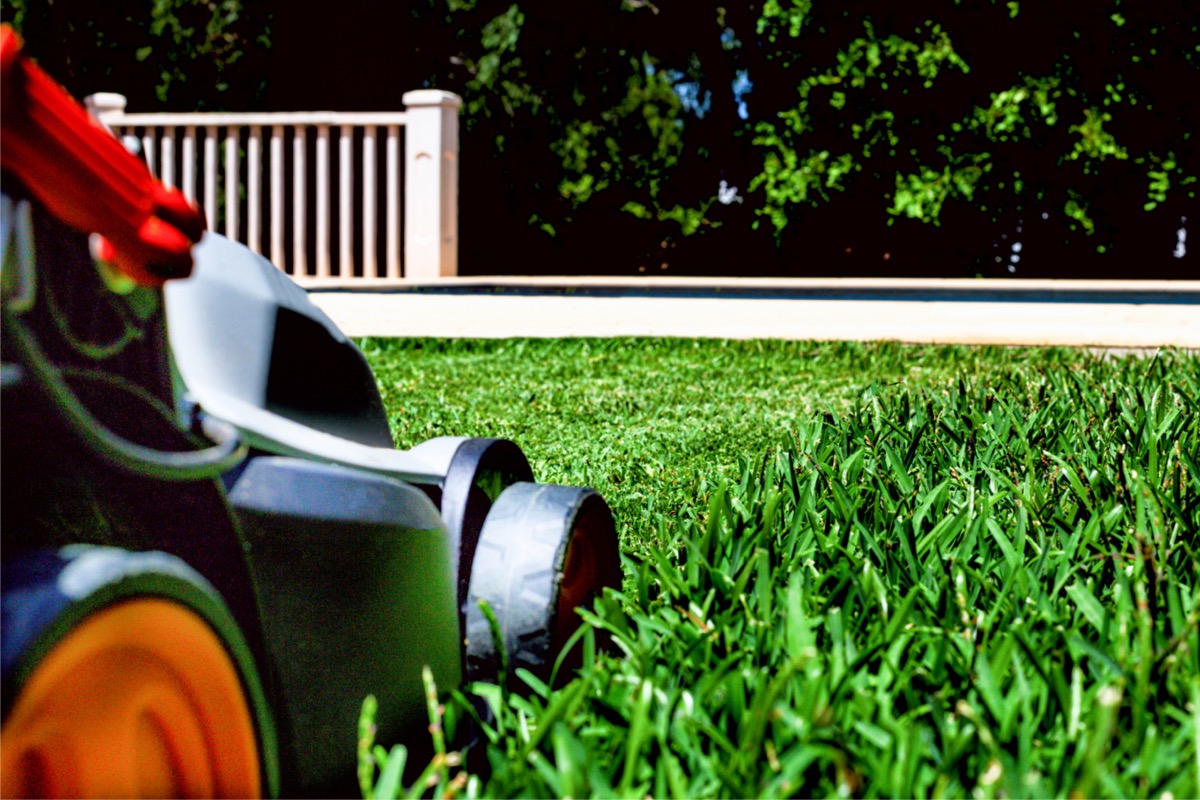 types of grass