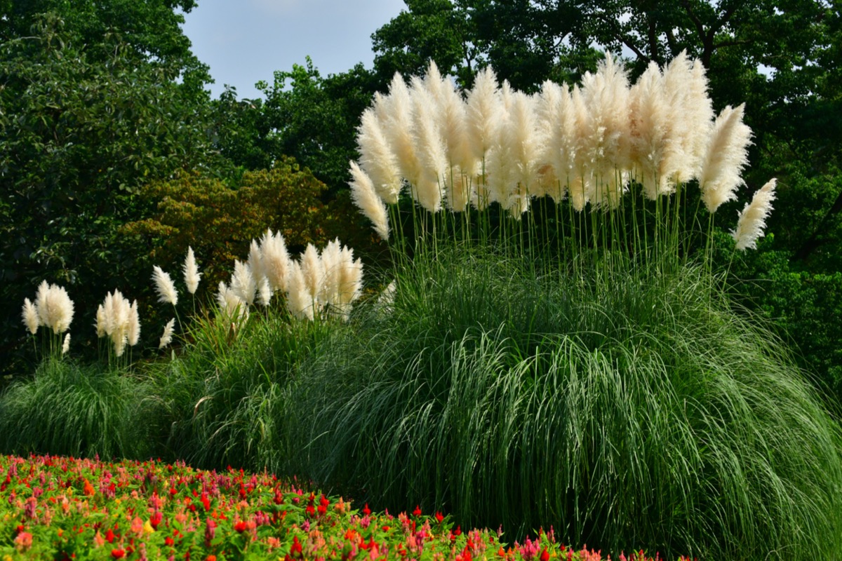 types of grass