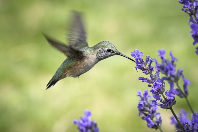 Solved! Where Hummingbirds Live All Year Long