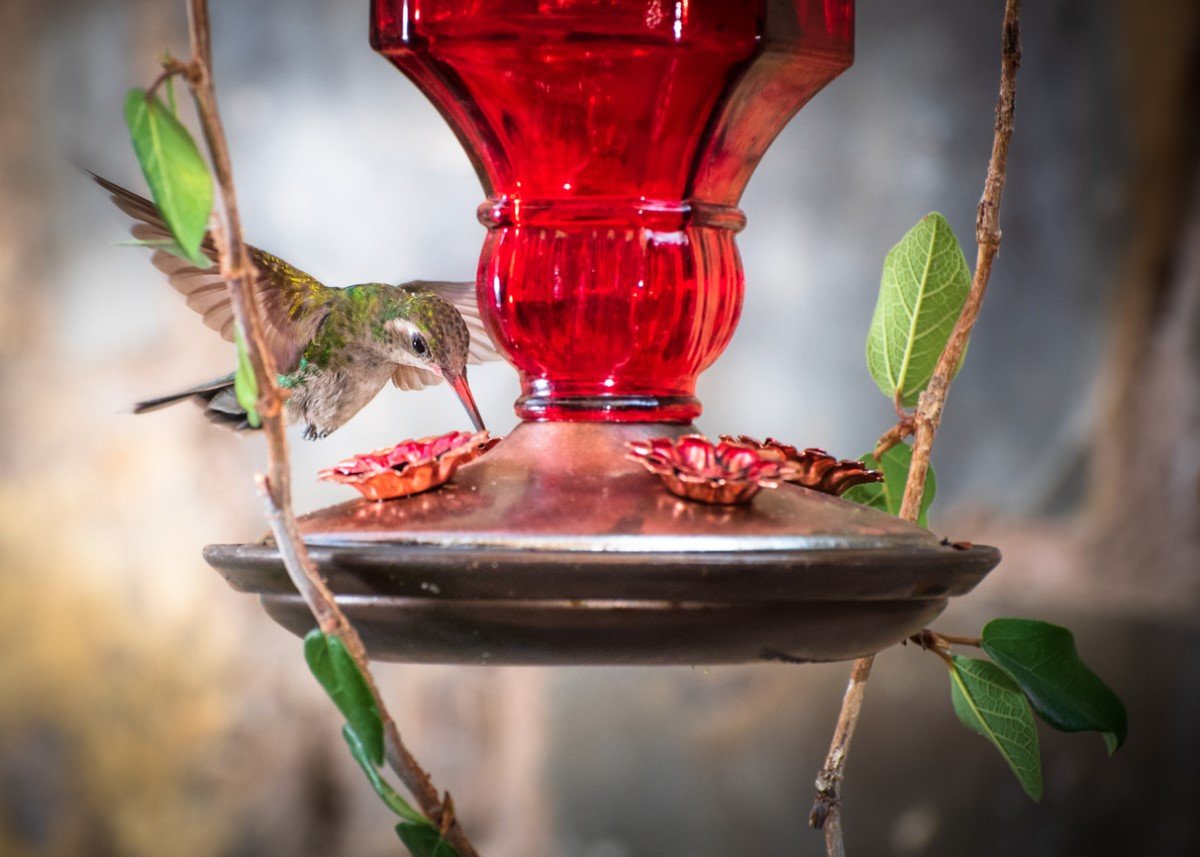 How to Attract Hummingbirds with Feeders