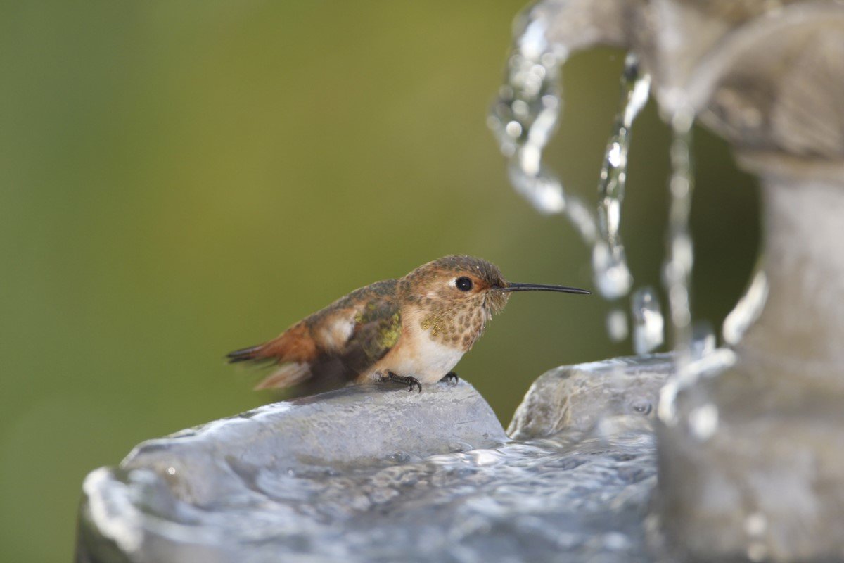 How to Attract Hummingbirds with Water Features