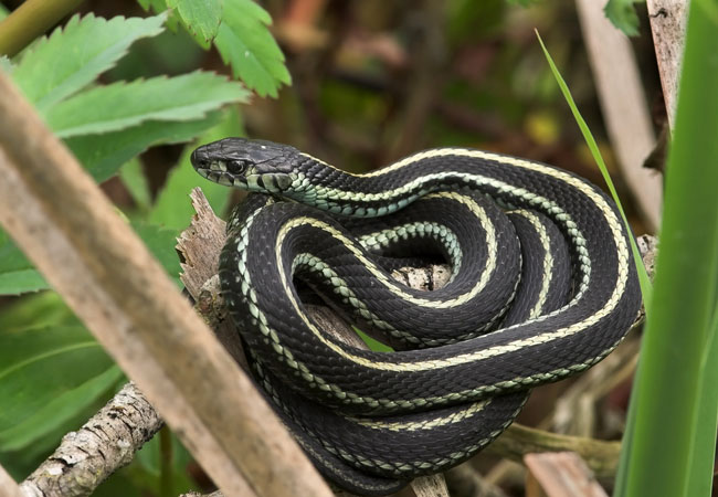 How to Get Rid of Garden Snakes