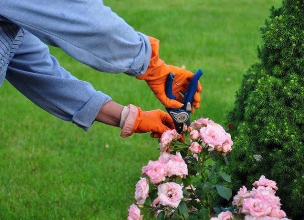 8 Things to Know Before You Set Foot in a Plant Store