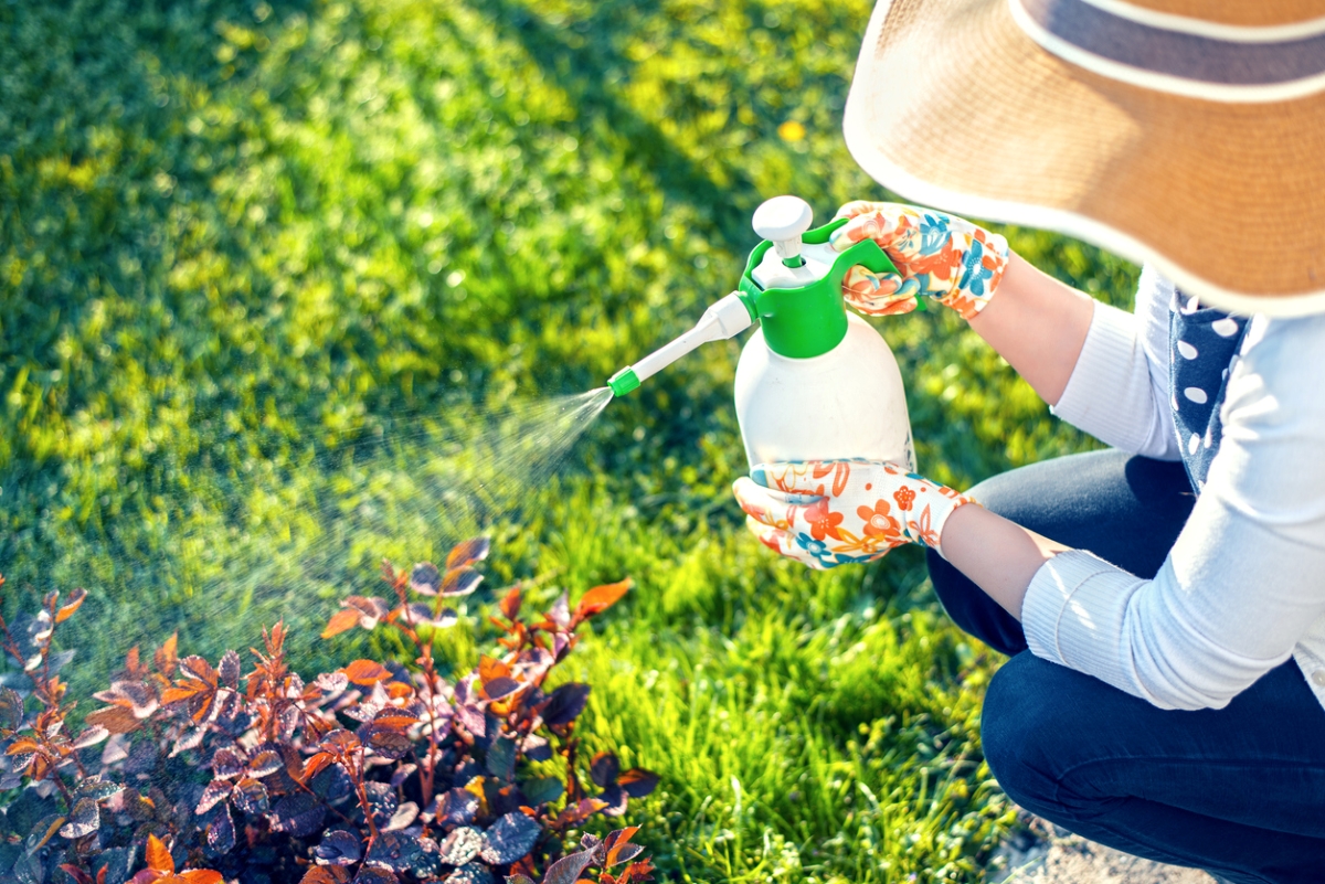Gardener spraying a shrub with liquid from a spray bottle.