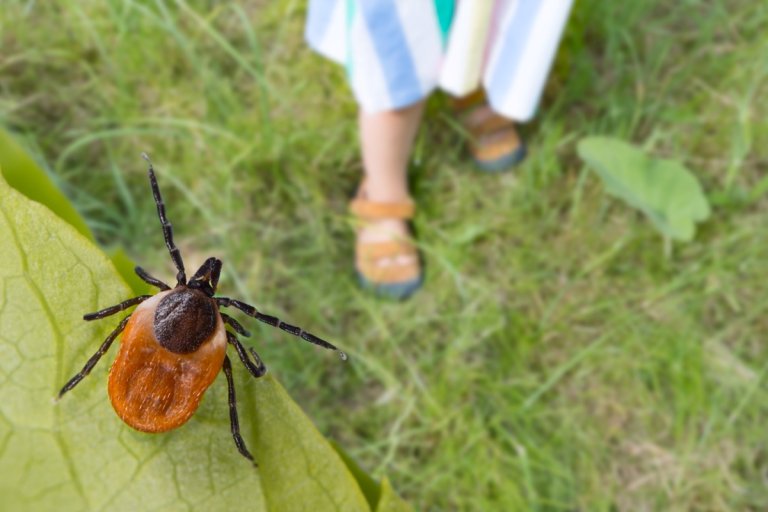 Tick on leaf near person