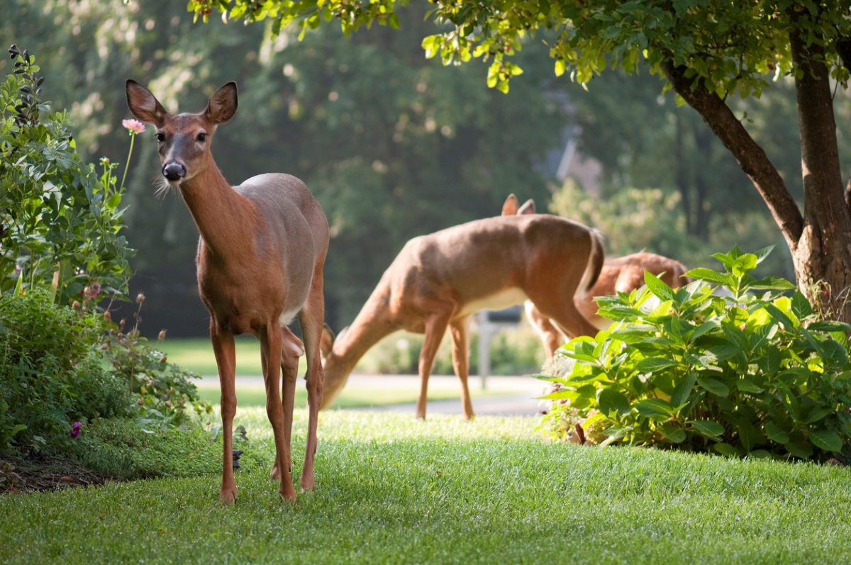 Two deer in green pastoral yard.