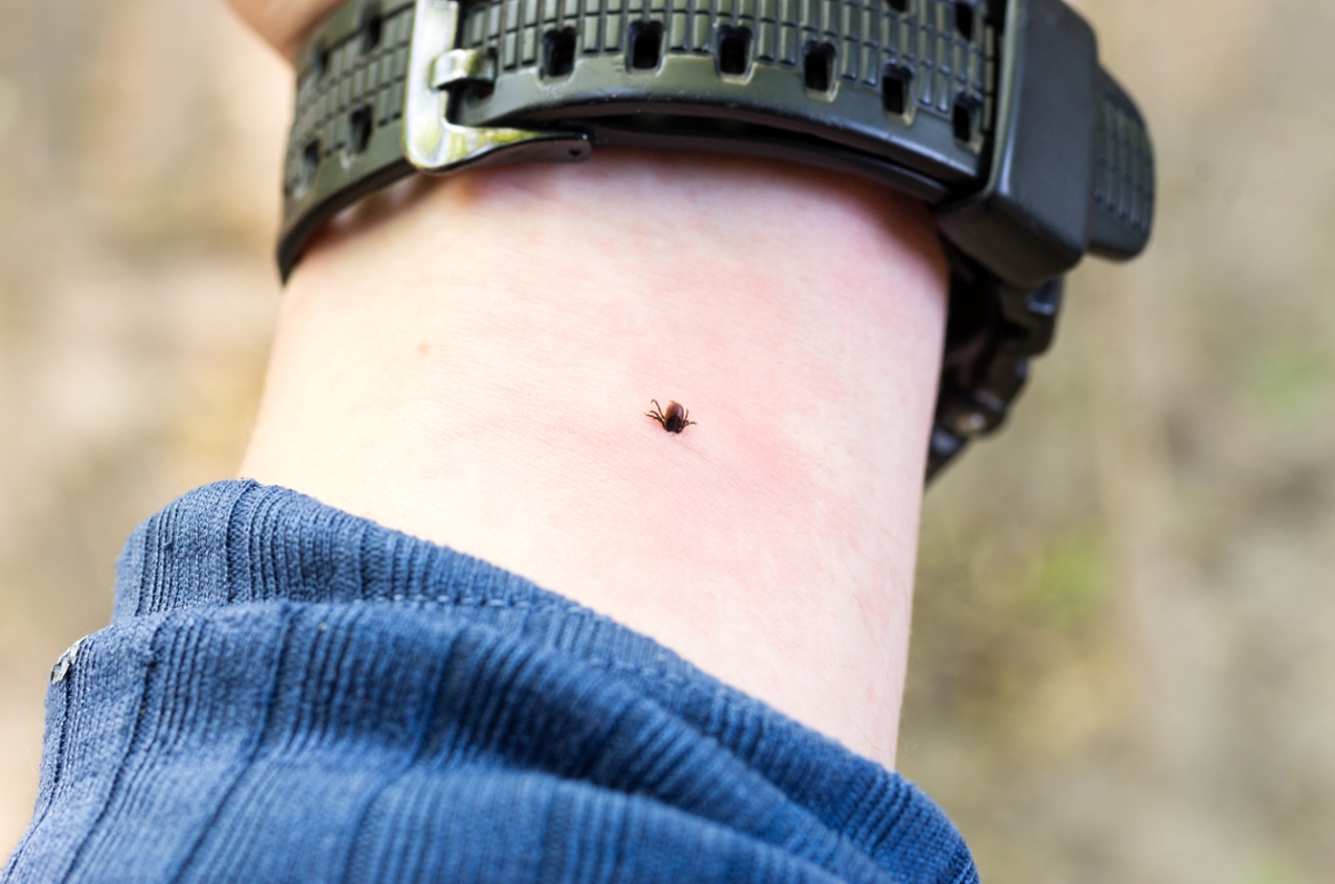 Tick on person's arm