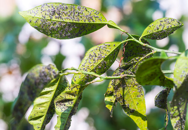 How to Get Rid of Whiteflies on Plants