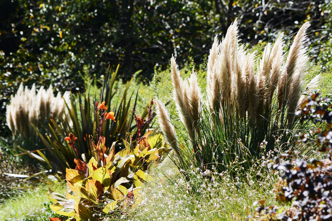 ornamental grass in garden with shrubs and flowers