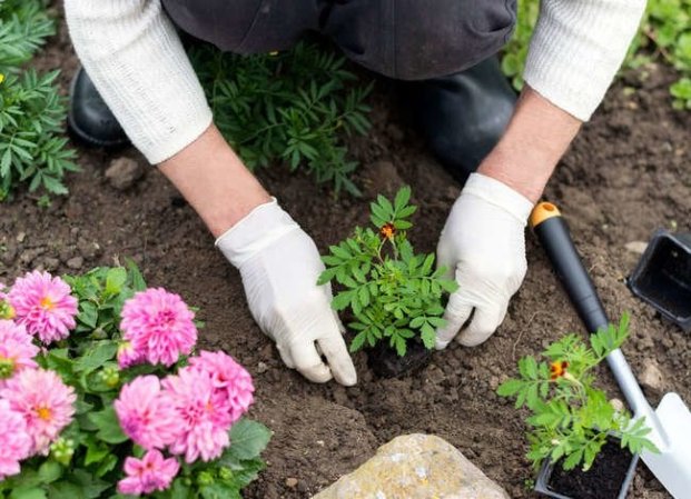 Do These 8 Things and Never Pay for Plants Again