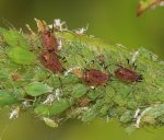 Potato Aphid