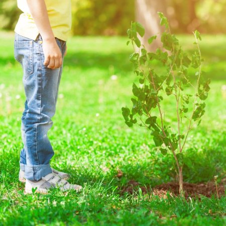 The Dos and Don’ts of Safely Felling a Tree