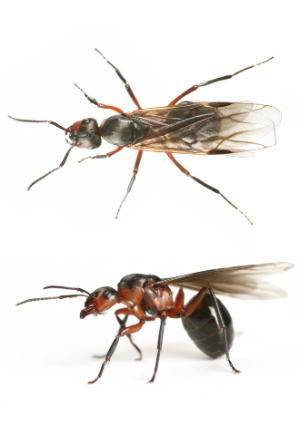 How to Get Rid of Flying Ants and Prevent Their Return - Bob Vila