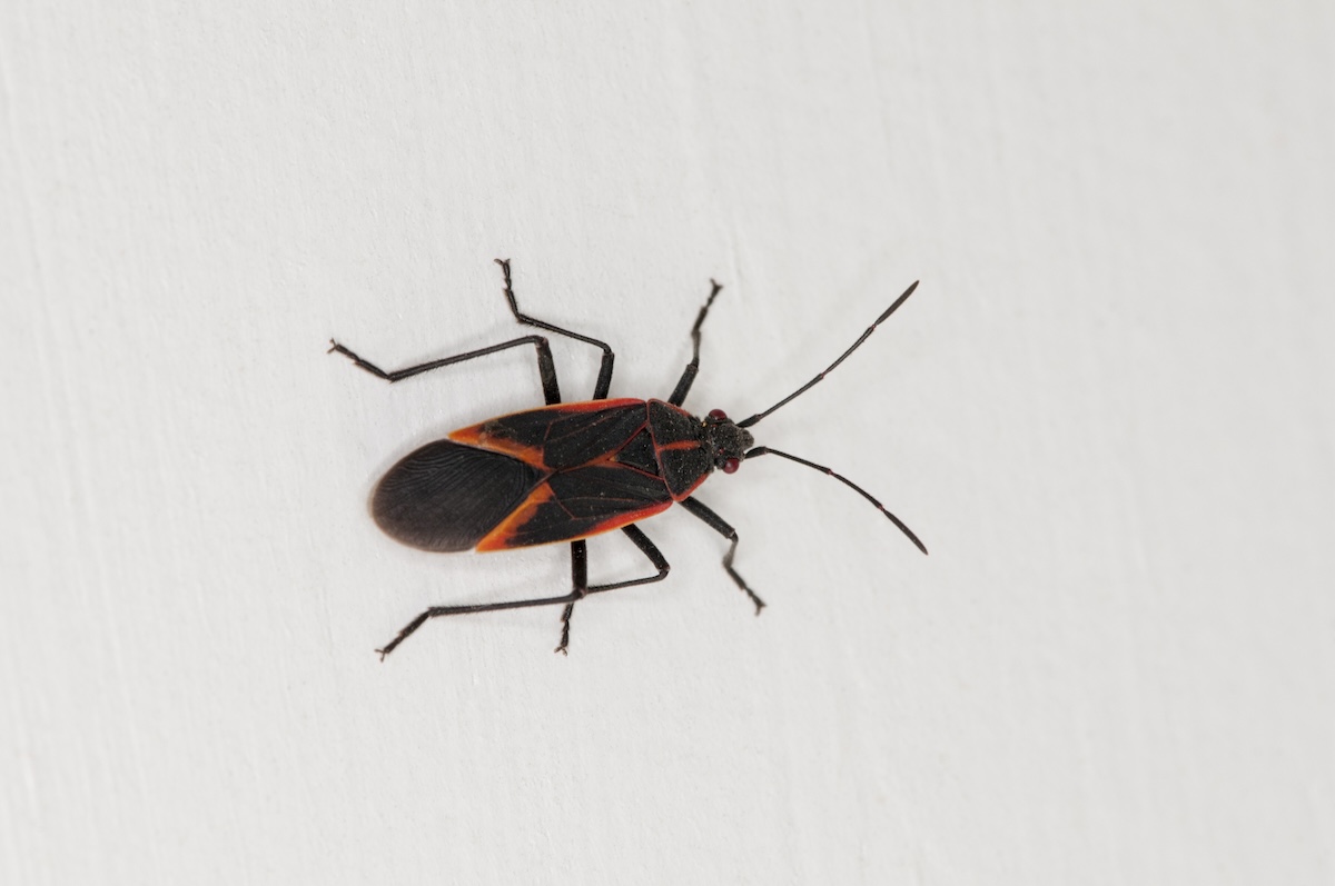 A black and orange boxelder bug rests on a white surface.