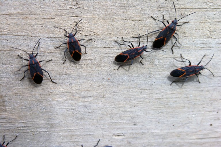 Five boxelder bugs crawl on a wooden surface.