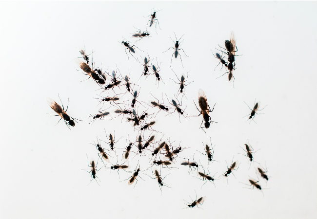 How To: Get Rid of Flying Ants