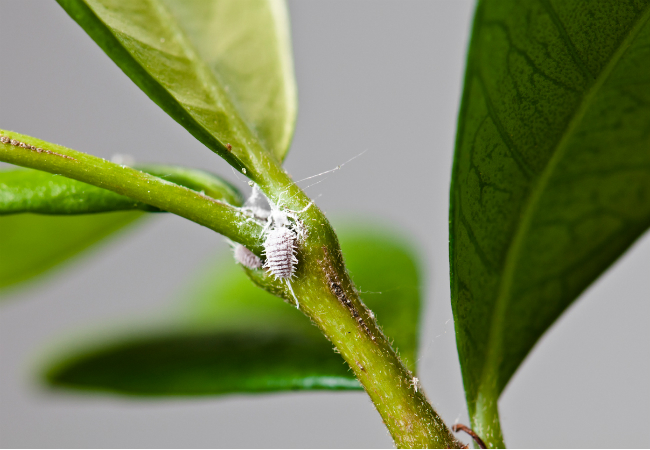 How to Get Rid of Mealybugs