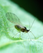 Green Peach Aphid